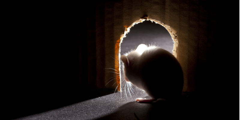 How Do I Get Rid of a Mouse in My House? | Target Pest Control
