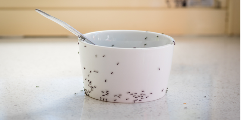 I Have Ants in My Kitchen | Target Pest Control