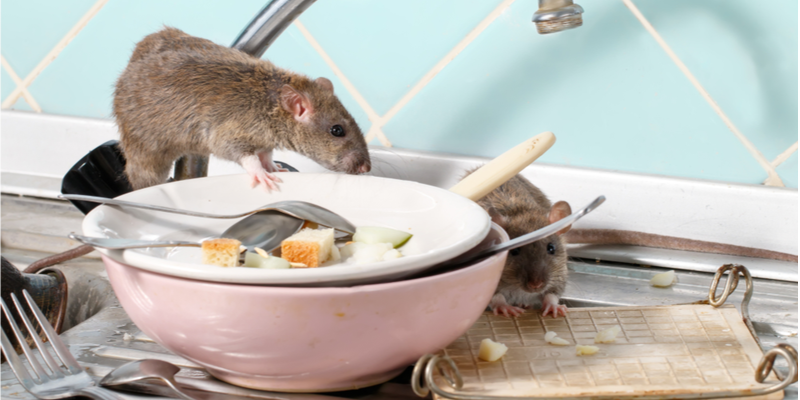 Rodent Control Solutions in Salinas, CA