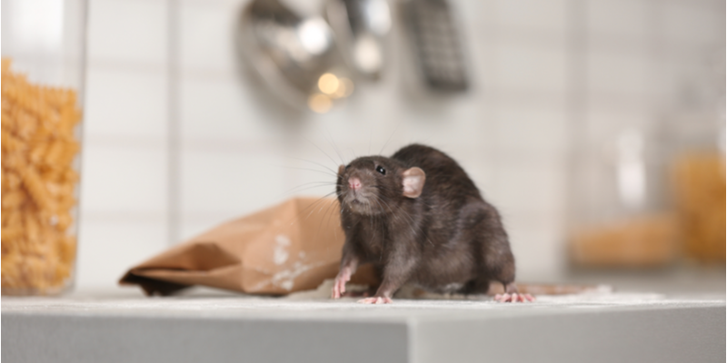 3 Tips To Keep Rodents Out Of Your House