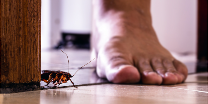 Best Pest Control Services In Salinas, CA