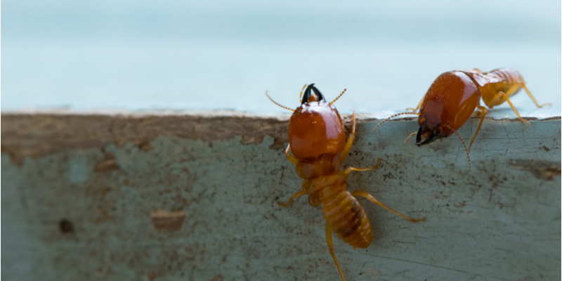 Termite Control Experts in Salinas, CA