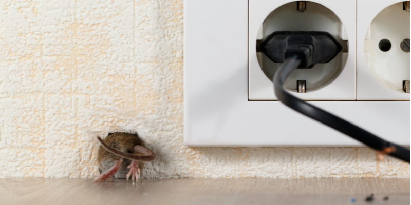 CAN RODENTS CAUSE DAMAGE TO YOUR HOME?