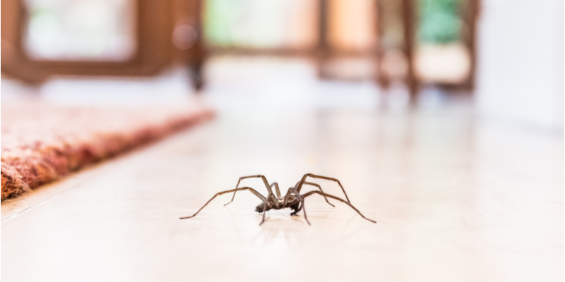 What Should I Do if I Have Spiders in My Salinas Home? | Target Pest Control