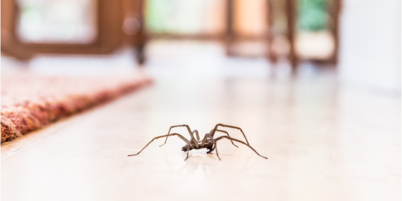 What Should I Do if I Have Spiders in My Salinas Home?