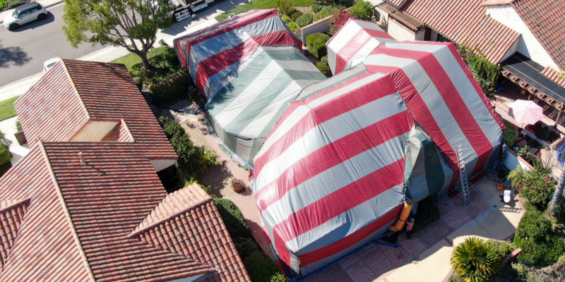 When Do I Need to Consider Structural Fumigation? | Target Pest Control