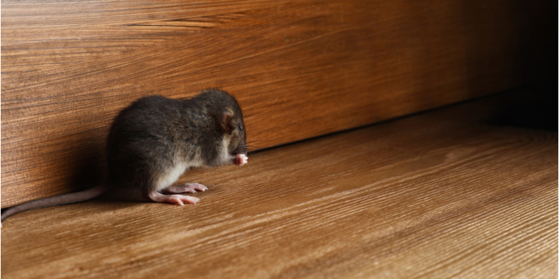 HOW CAN I PREVENT A RODENT INFESTATION?