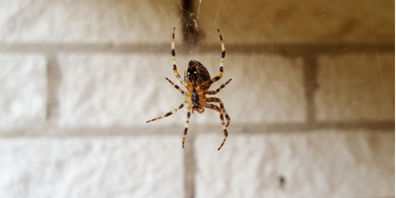 HOW TO GET RID OF A SPIDER PROBLEM IN YOUR HOME