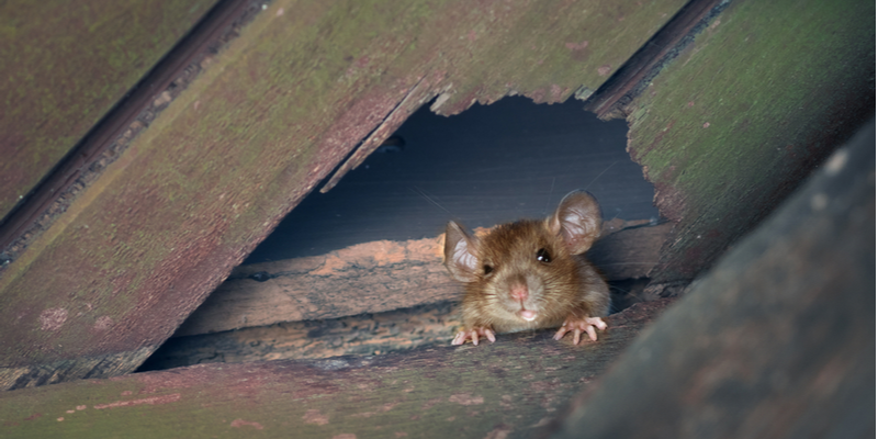 RODENT CONTROL TIPS FOR HOMEOWNERS