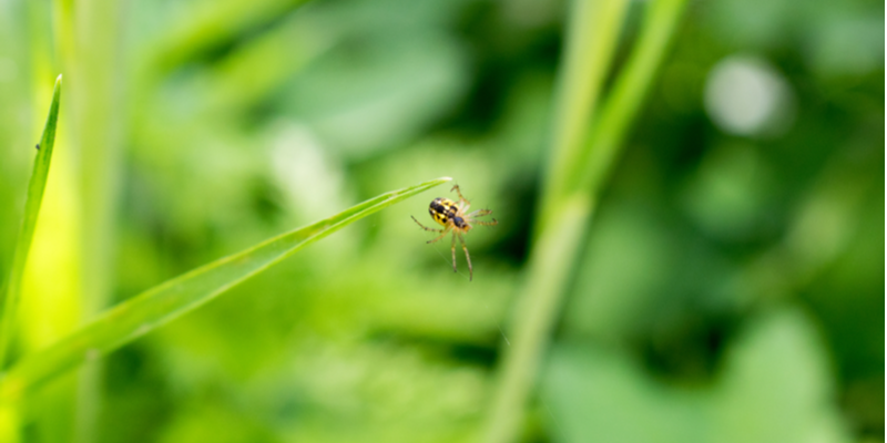 SPIDER CONTROL IN MONTEREY COUNTY