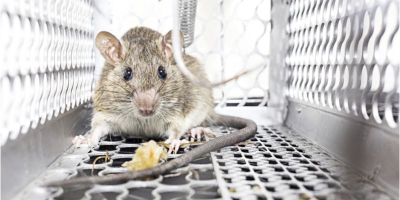 THE BEST RODENT CONTROL COMPANY IN SALINAS, CA | Target Pest Control