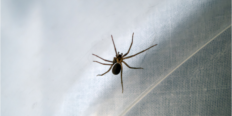 THE BEST SPIDER EXTERMINATORS IN SALINAS | Target Pest Control