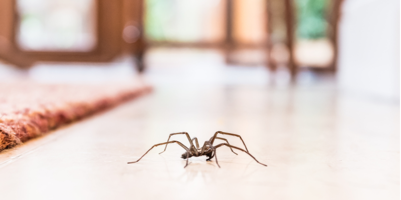 SPIDER PREVENTION TIPS FOR HOMEOWNERS