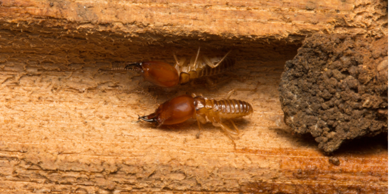 TERMITE CONTROL AND EXTERMINATORS IN SALINAS, CA | Target Pest Control