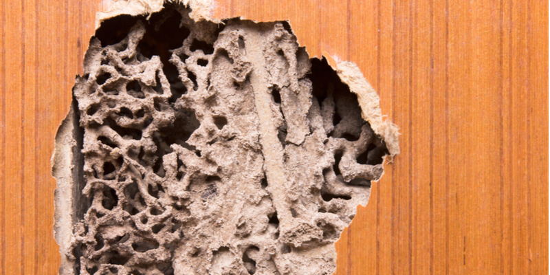 Can Termites Cause Expensive Damage?