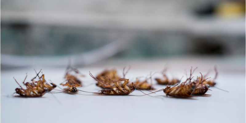 Cockroach Control and Prevention in Monterey County