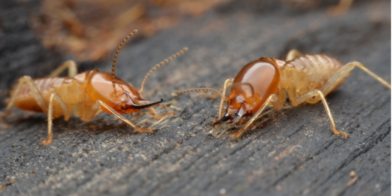 WHAT SHOULD I DO IF I FIND OUT I HAVE A TERMITE INFESTATION?