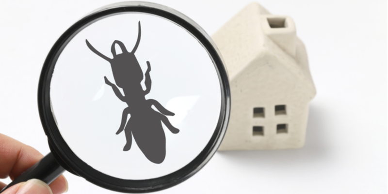 How Often Should I Have My Property Inspected for Termites?