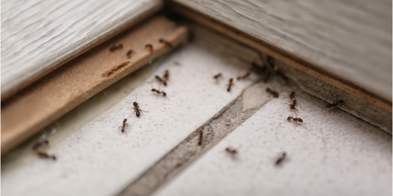 How Do I Get Rid of an Ant Infestation in My House?