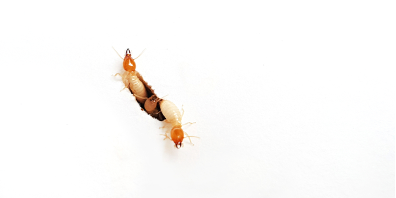 Termite Inspections in Monterey County | Target Pest Control