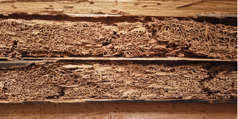 3 Termite Prevention Tips for Homeowners