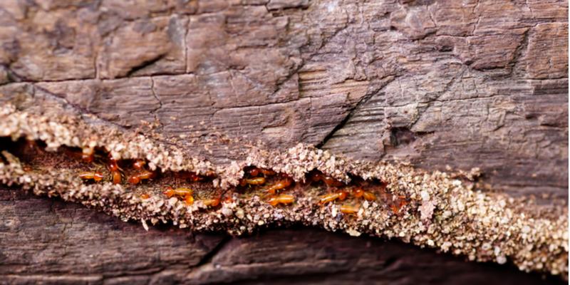 Are Termites a Common Problem in Monterey, CA?