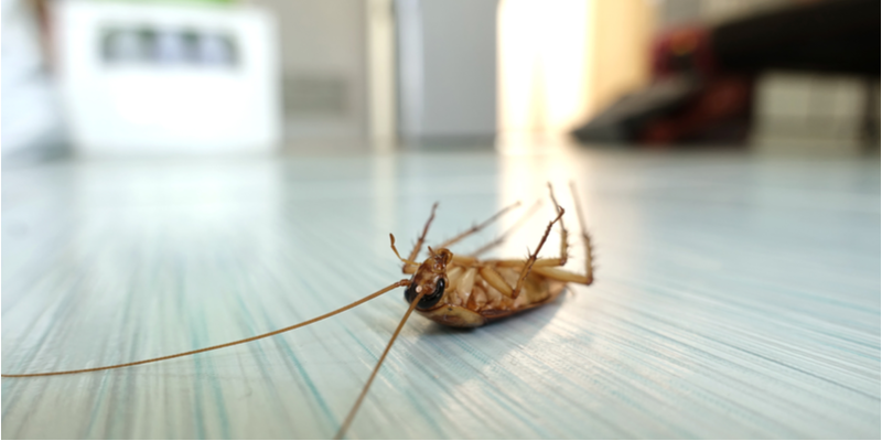 How to Eliminate a Cockroach Problem from Your Pacific Grove Home
