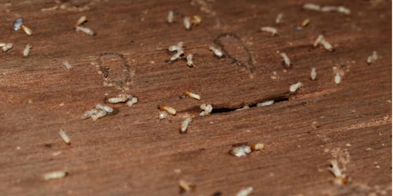 How to Get Rid of a Termite Infestation