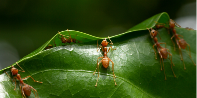 How Do I Know If I Have An Ant Infestation In My Home?