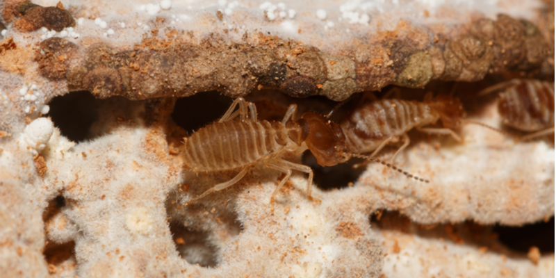 Can Termites Cause Expensive Damage?