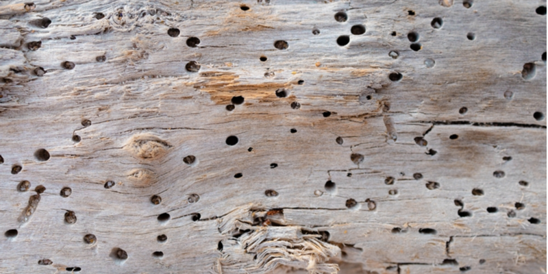 Is Electro-Gun Termite Treatment Effective?