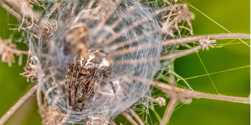 3 Tips to Spider-Proof Your Home