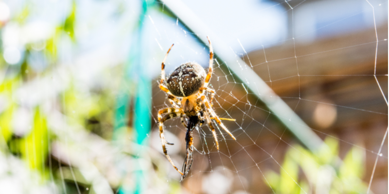 Who Are the Best Spider Exterminators in Monterey County?