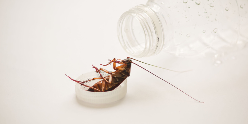 How to Avoid a Cockroach Infestation in Pacific Grove