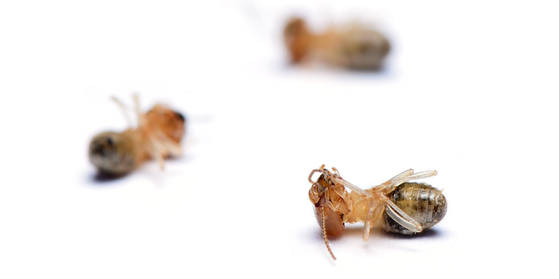 Termite Control Experts in Hollister, CA