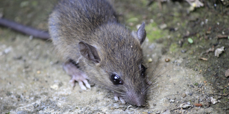 How Can I Prevent a Future Rodent Problem?