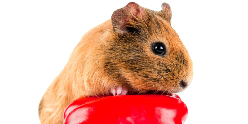 What Are Common Signs of a Rodent Infestation?