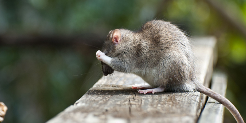 Rodent Prevention Tips for Monterey County Homeowners