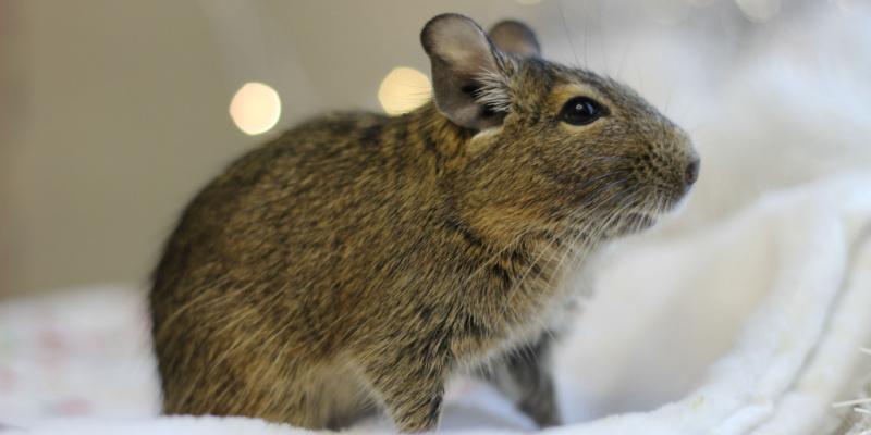 Rodent Elimination Services in Marina, CA