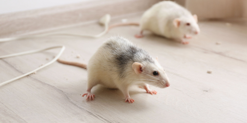 What Are Common Signs You Have a Rat or Mouse Problem?