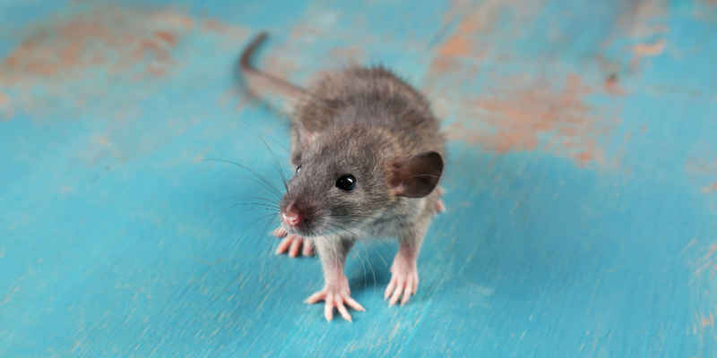 Rodent Prevention Tips for Hollister, CA Residents
