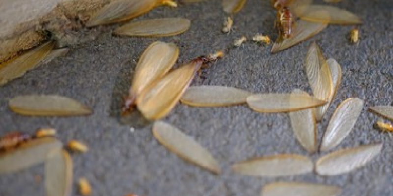 What Should I Do If I Spot Termite Damage?