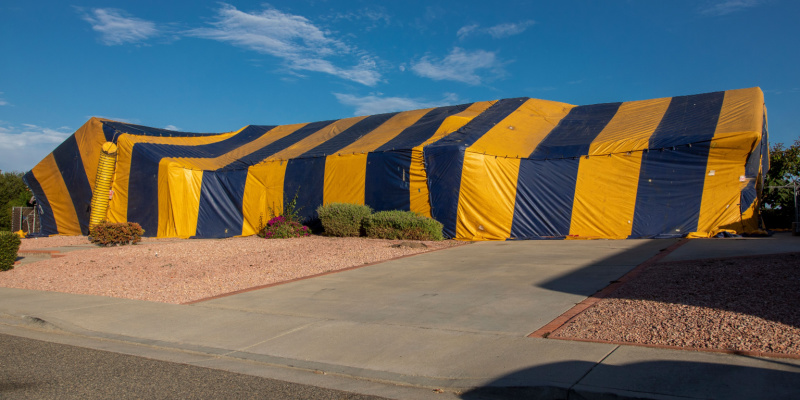 Termite Fumigation in Monterey County