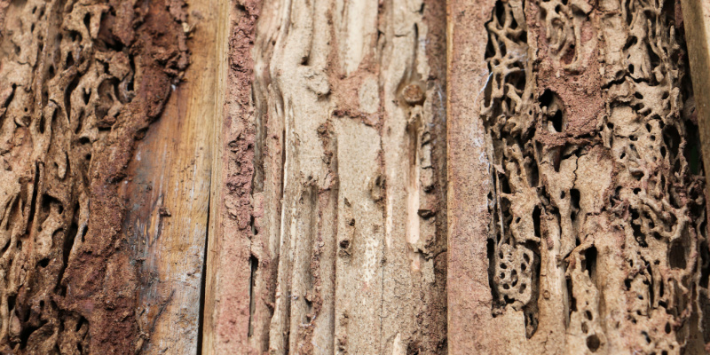 Can Termites Destroy My Home?
