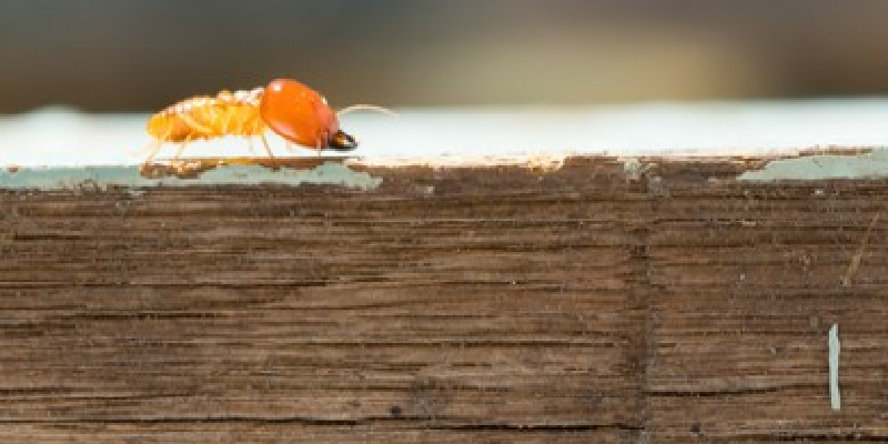 How Often Does My Home Need a Termite Inspection?