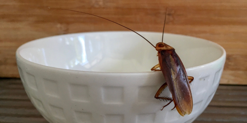 Do Cockroaches Spread Disease?