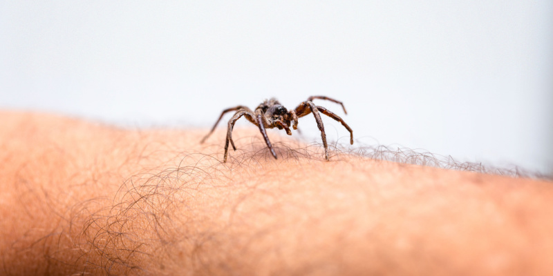 What Should I Do If I See a Spider in My Home?