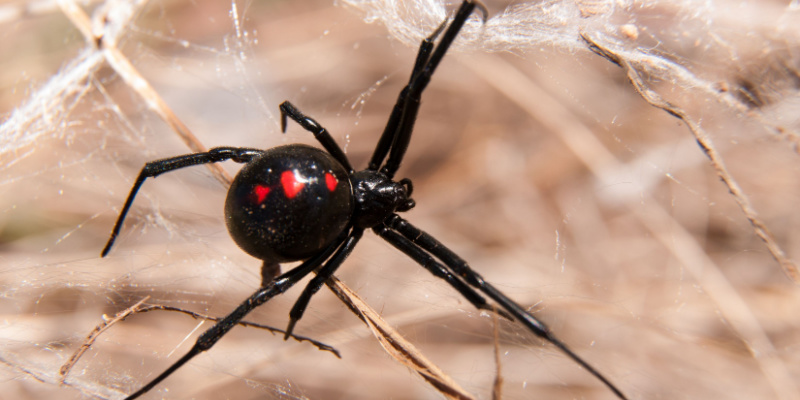 What Types of Spiders Live in the Monterey County Area?