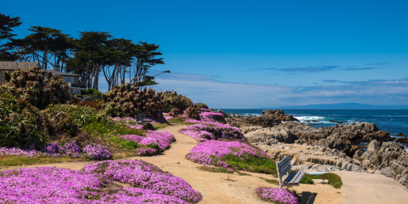 Cockroach Elimination in Monterey, CA