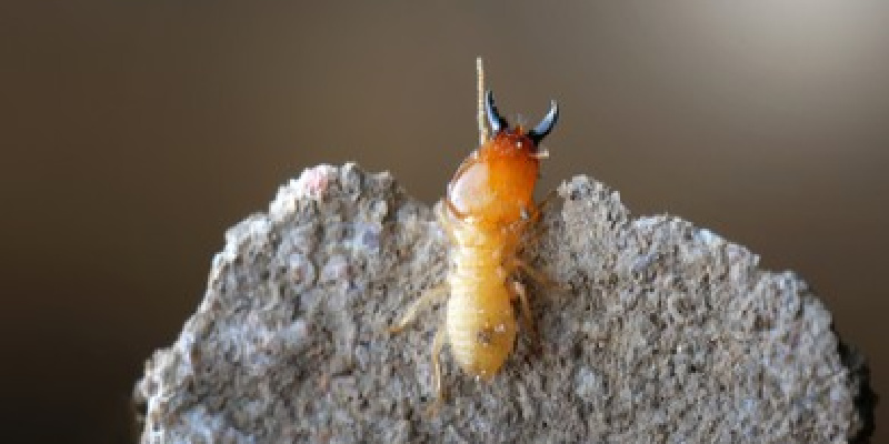 Termite Inspection Company in Watsonville, CA